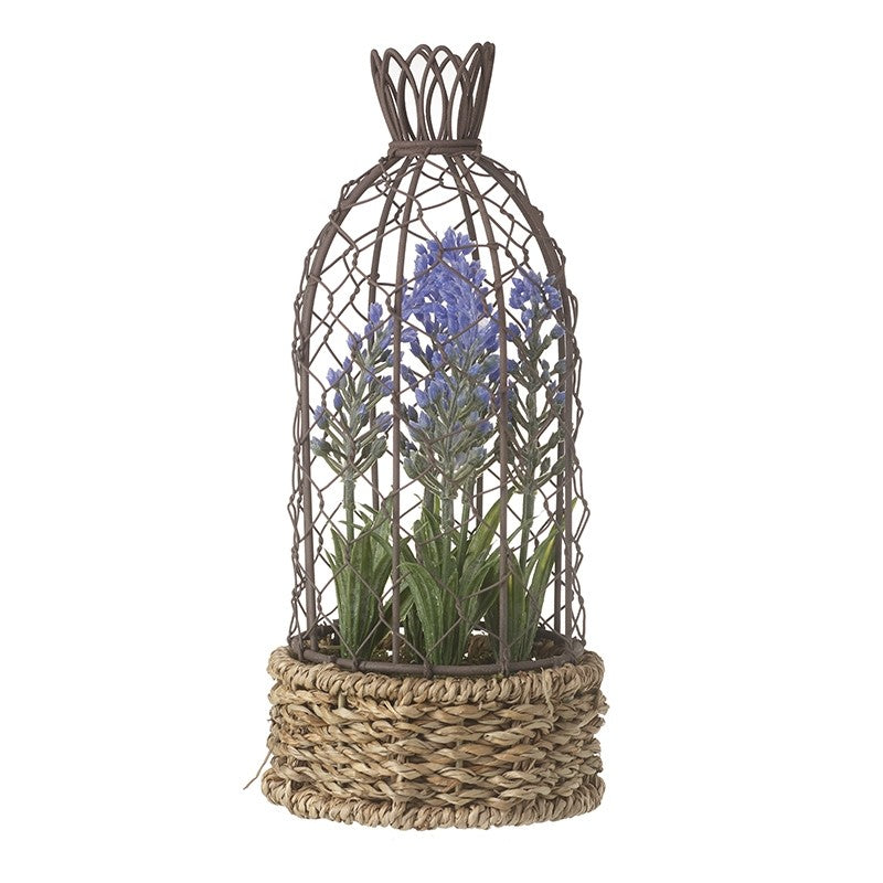 Lavender In Pot With Wire Metal Cage