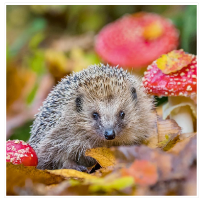 Hedgehog Plain Open Card