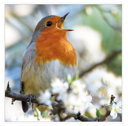 Unisex Plain Robin Card