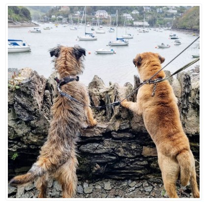 Border Terriers Looking Over Harbour Greeting Card