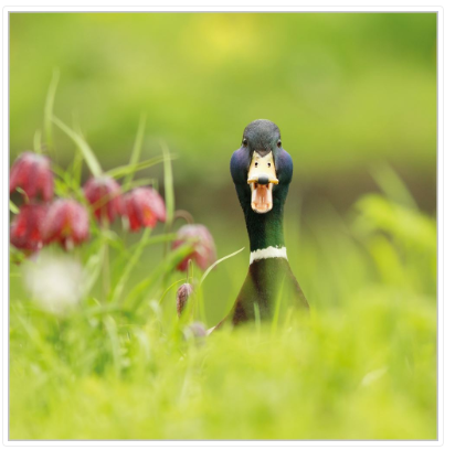 Nature Tales Duck Blank Greeting Card