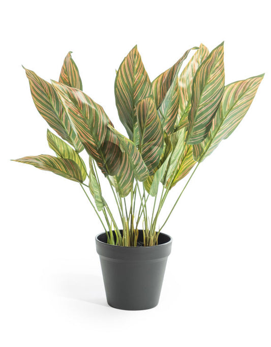Ornamental Potted Pink Leaf Calathea Plant