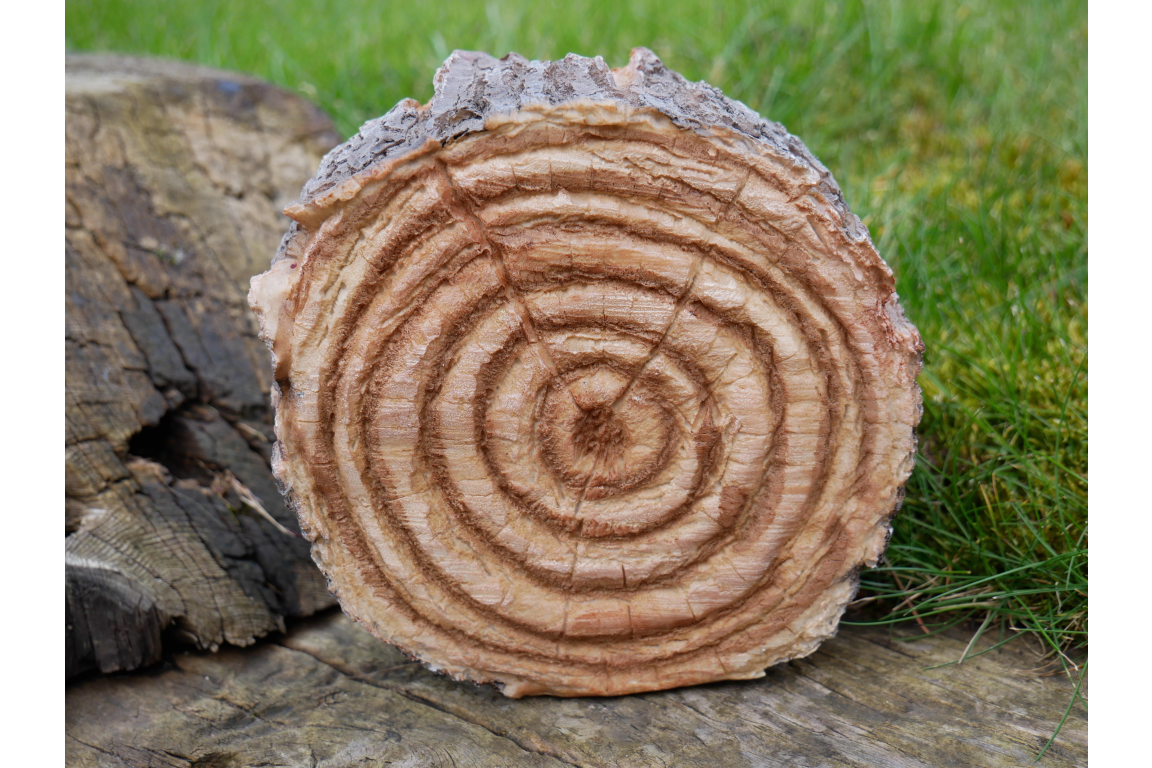 Hedgehogs In Log