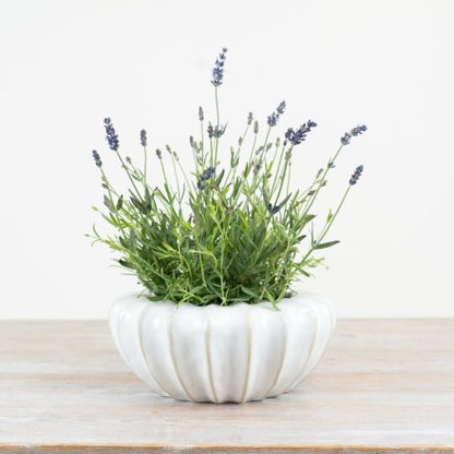 Large Mika Pot, 25cm