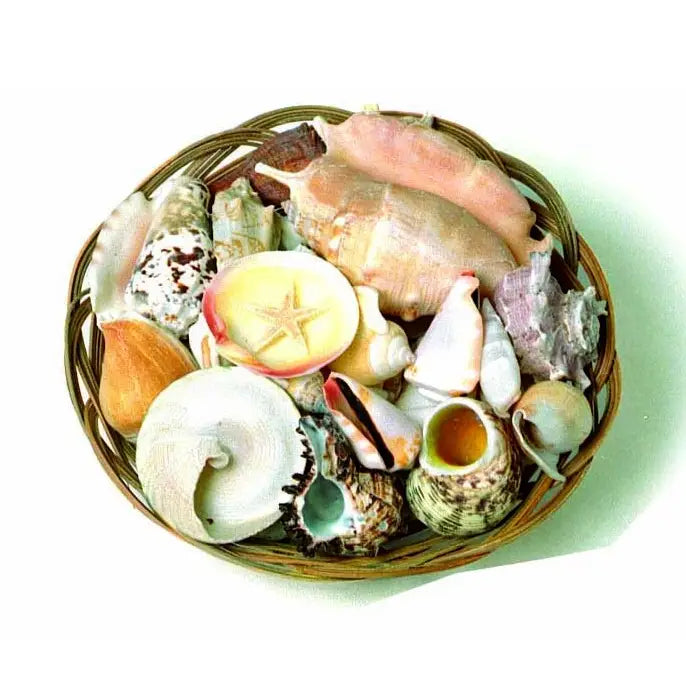 Basket of Assorted Shells