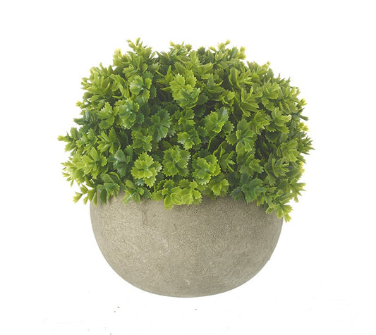 Small Green Plant In Pot