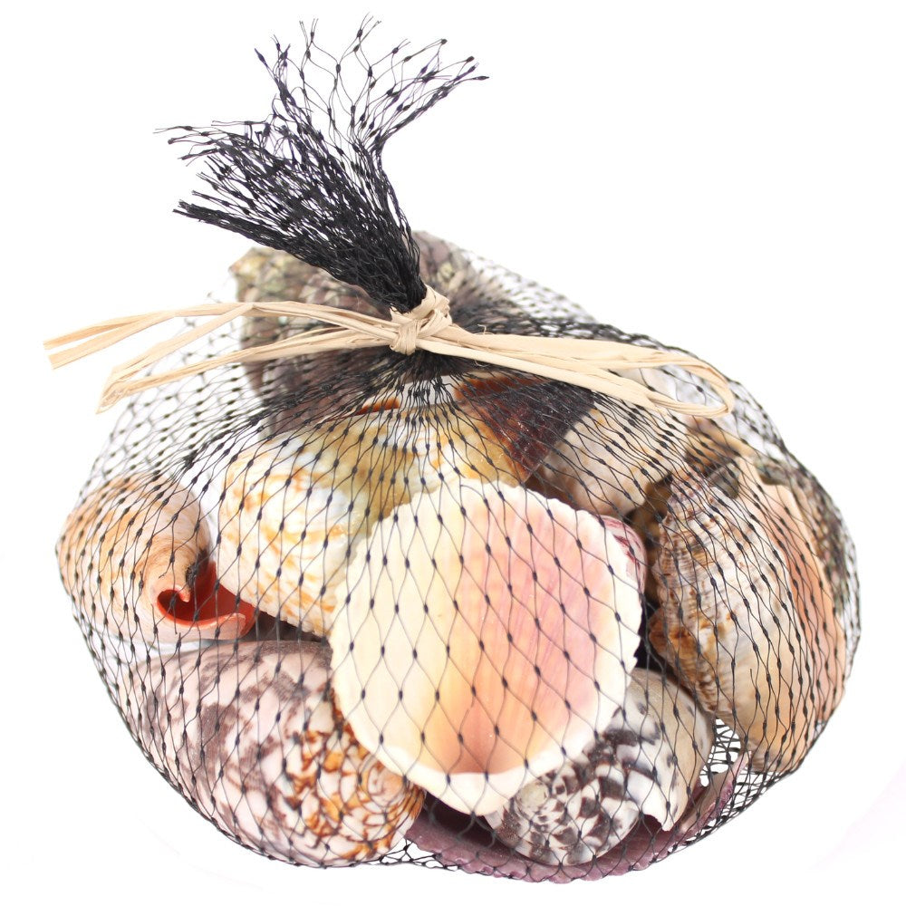 Seashells selection in Black Net
