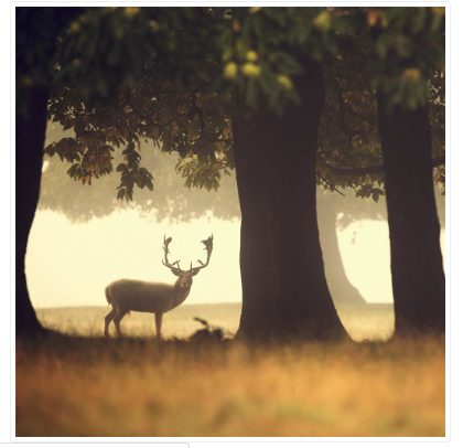 Forest Stag Open Card