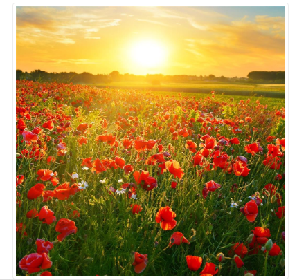 Poppy Field Blank Card