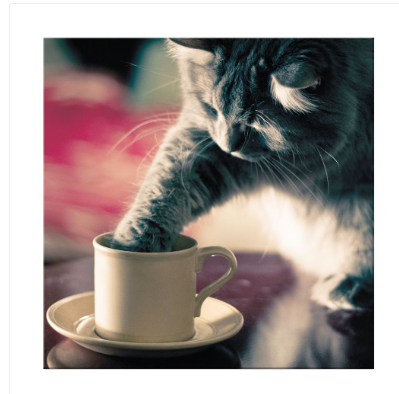Blank Cat Greeting Card