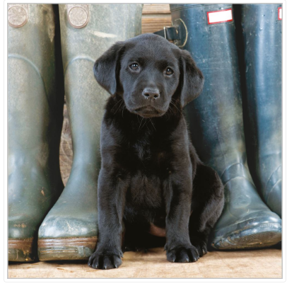 Black Labrador Puppy Blank Greeting Card
