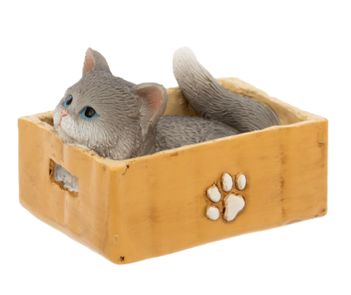 Grey Cat in Box
