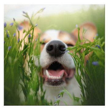 Dog In The Grass Blank Greeting Card