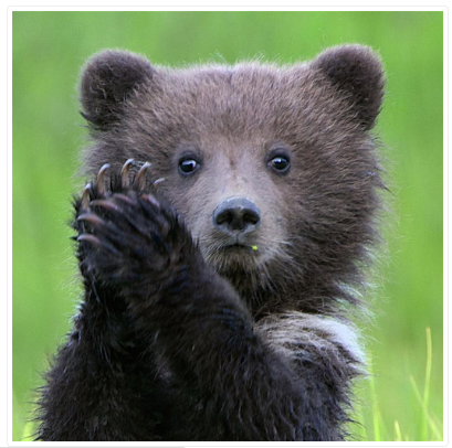 National Geo Bear Blank Card