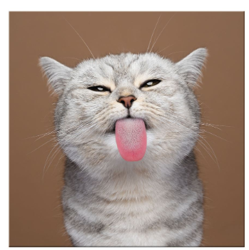 Blank Cat Greeting Card
