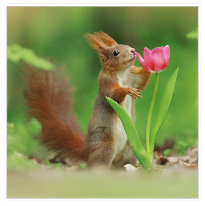 Nature Tales Blank Greeting Card