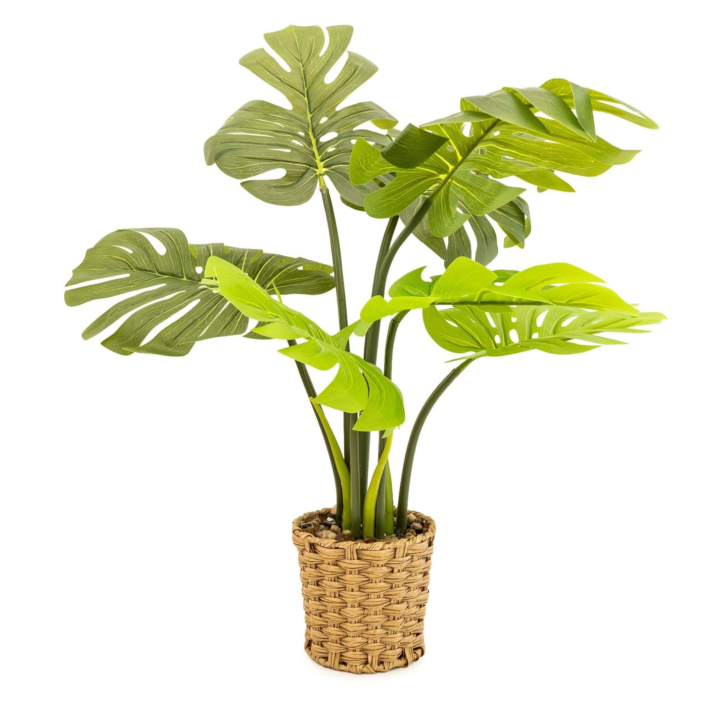 Artificial Cheese Plant in Wicker Pot 74cm
